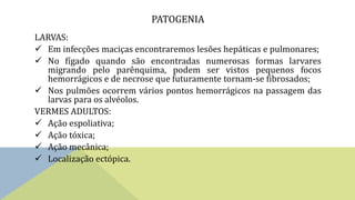 PATOGENIA
LARVAS:
 Em infecções maciças encontraremos lesões hepáticas e pulmonares;
 No fígado quando são encontradas numerosas formas larvares
migrando pelo parênquima, podem ser vistos pequenos focos
hemorrágicos e de necrose que futuramente tornam-se fibrosados;
 Nos pulmões ocorrem vários pontos hemorrágicos na passagem das
larvas para os alvéolos.
VERMES ADULTOS:
 Ação espoliativa;
 Ação tóxica;
 Ação mecânica;
 Localização ectópica.
 