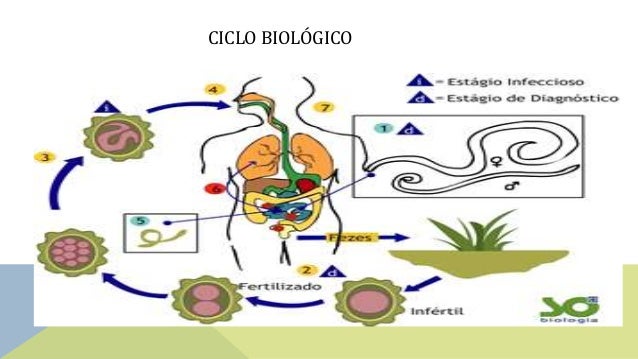 Ascaris lumbricoides
