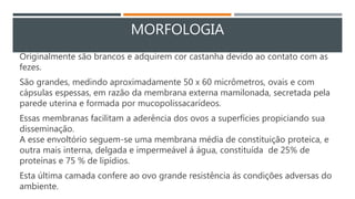 MORFOLOGIA
Originalmente são brancos e adquirem cor castanha devido ao contato com as
fezes.
São grandes, medindo aproximadamente 50 x 60 micrômetros, ovais e com
cápsulas espessas, em razão da membrana externa mamilonada, secretada pela
parede uterina e formada por mucopolissacarídeos.
Essas membranas facilitam a aderência dos ovos a superfícies propiciando sua
disseminação.
A esse envoltório seguem-se uma membrana média de constituição proteica, e
outra mais interna, delgada e impermeável á água, constituída de 25% de
proteínas e 75 % de lipídios.
Esta última camada confere ao ovo grande resistência ás condições adversas do
ambiente.
 