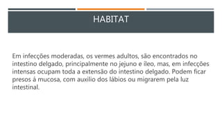 HABITAT
Em infecções moderadas, os vermes adultos, são encontrados no
intestino delgado, principalmente no jejuno e íleo, mas, em infecções
intensas ocupam toda a extensão do intestino delgado. Podem ficar
presos á mucosa, com auxilio dos lábios ou migrarem pela luz
intestinal.
 