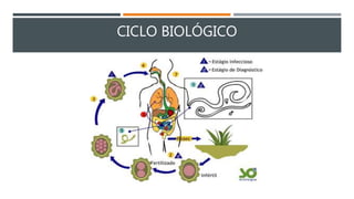 CICLO BIOLÓGICO
 