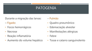 PATOGENIA
Durante a migração das larvas:
– Fígado:
• Focos hemorrágicos
• Necrose
• Reação inflamatória
• Aumento do volume hepático
– Pulmão
• Quadro pneumônico
• Edemaciação alveolar
• Manifestações alérgicas
• Febre
• Tosse e catarro sanguinolento
 