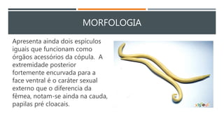 MORFOLOGIA
Apresenta ainda dois espículos
iguais que funcionam como
órgãos acessórios da cópula. A
extremidade posterior
fortemente encurvada para a
face ventral é o caráter sexual
externo que o diferencia da
fêmea, notam-se ainda na cauda,
papilas pré cloacais.
 