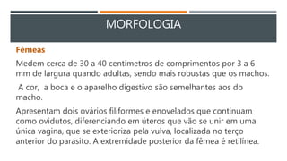 MORFOLOGIA
Fêmeas
Medem cerca de 30 a 40 centímetros de comprimentos por 3 a 6
mm de largura quando adultas, sendo mais robustas que os machos.
A cor, a boca e o aparelho digestivo são semelhantes aos do
macho.
Apresentam dois ovários filiformes e enovelados que continuam
como ovidutos, diferenciando em úteros que vão se unir em uma
única vagina, que se exterioriza pela vulva, localizada no terço
anterior do parasito. A extremidade posterior da fêmea é retilínea.
 