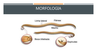MORFOLOGIA
 
