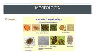 MORFOLOGIA
Os ovos:
 