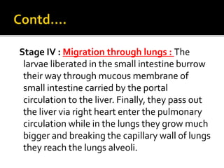Stage IV : Migration through lungs : The
larvae liberated in the small intestine burrow
their way through mucous membrane of
small intestine carried by the portal
circulation to the liver. Finally, they pass out
the liver via right heart enter the pulmonary
circulation while in the lungs they grow much
bigger and breaking the capillary wall of lungs
they reach the lungs alveoli.
 