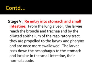 StageV : Re entry into stomach and small
intestine: From the lung alveoli, the larvae
reach the bronchi and trachea and by the
ciliated epithelium of the respiratory tract
they are propelled to the larynx and pharynx
and are once more swallowed .The larvae
pass down the oesophagus to the stomach
and localise in the small intestine, their
normal abode.
 