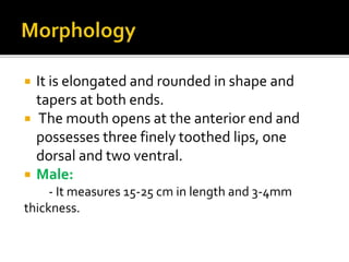  It is elongated and rounded in shape and
tapers at both ends.
 The mouth opens at the anterior end and
possesses three finely toothed lips, one
dorsal and two ventral.
 Male:
- It measures 15-25 cm in length and 3-4mm
thickness.
 