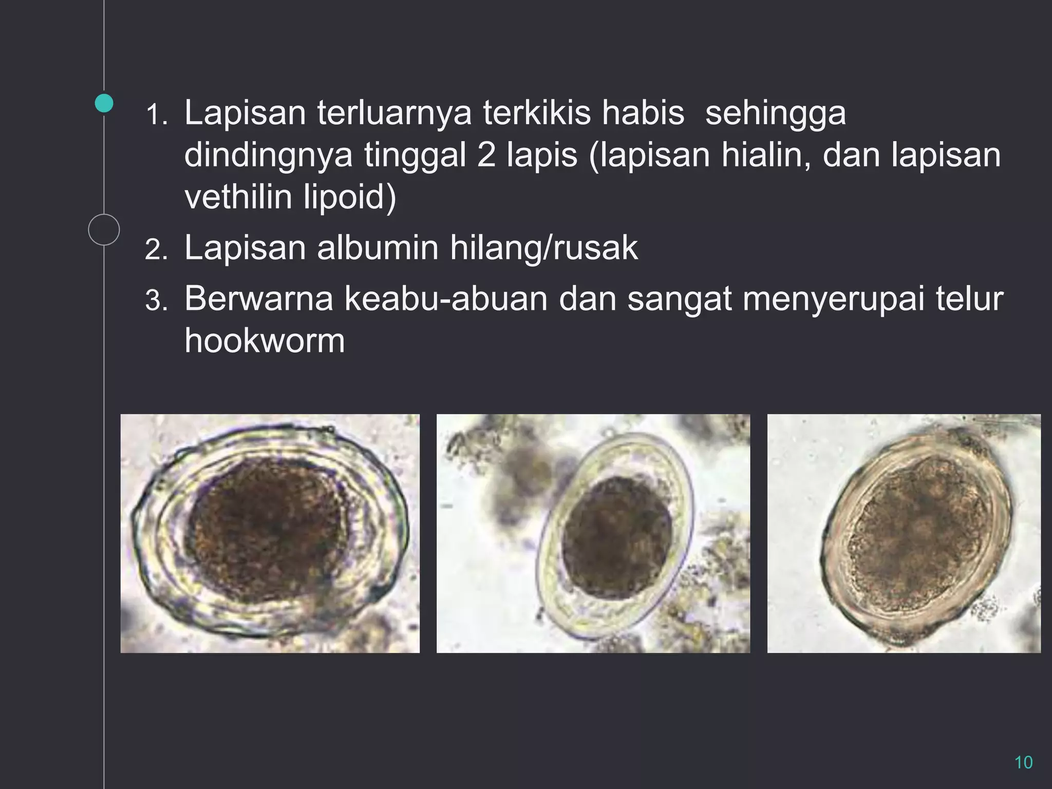(Ascaris lumbricoides).pptx