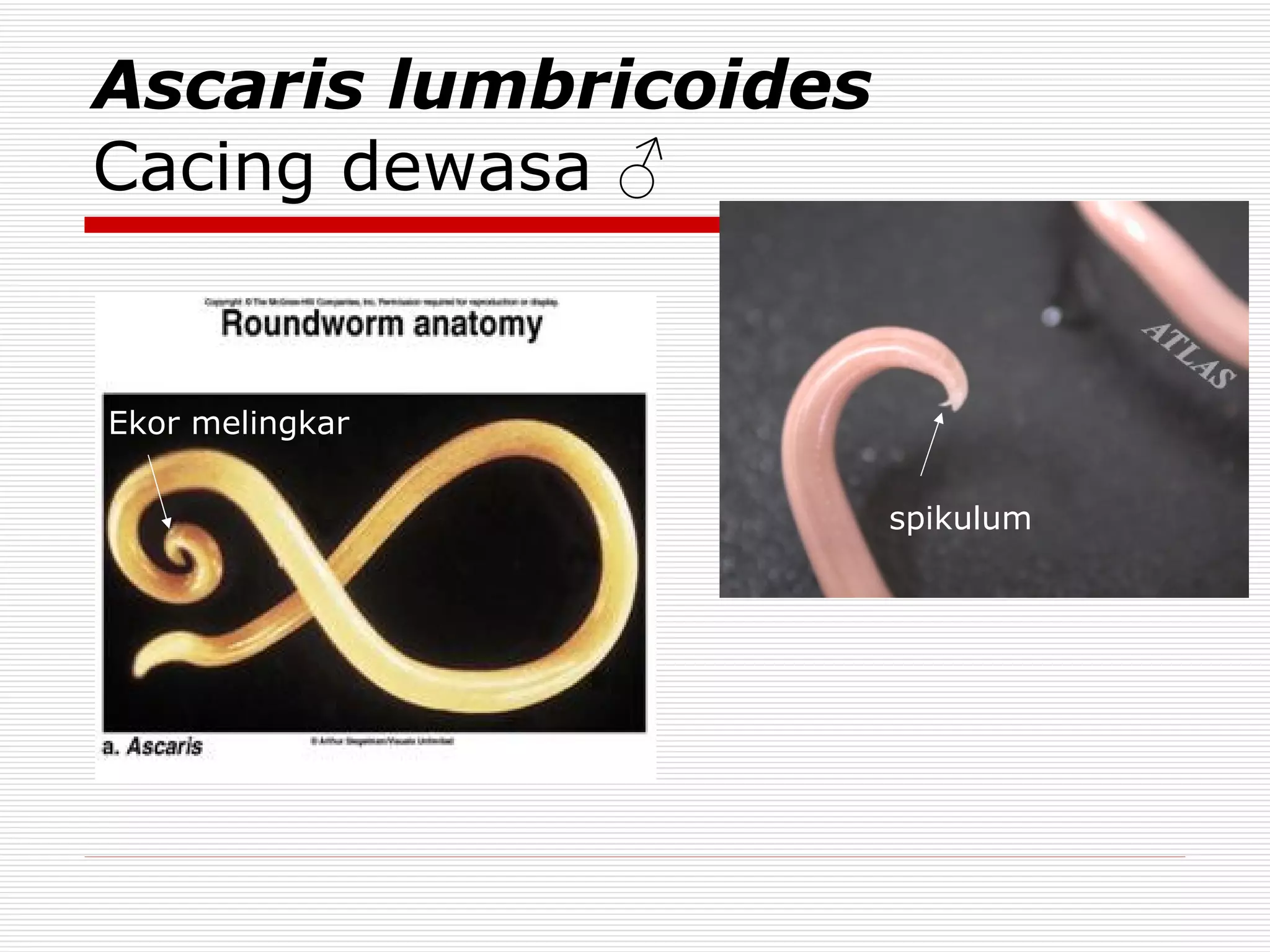Ascaris Lumbricoides Dan Trichuris Trichiura | PPT