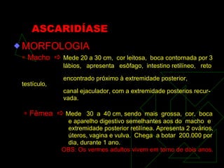 ASCARIDÍASE MORFOLOGIA    Macho     Mede 20 a 30 cm,  cor leitosa,  boca contornada por 3 lábios,  apresenta  esôfago,  intestino retilíneo,  reto  encontrado próximo à extremidade posterior, testículo, canal ejaculador, com a extremidade posterios recur- vada.      Fêmea     Mede  30  a  40 cm, sendo  mais  grossa,  cor,  boca e aparelho digestivo semelhantes aos do  macho  e extremidade posterior retilínea. Apresenta 2 ovários, úteros, vagina e vulva.  Chega  a botar  200.000 por dia, durante 1 ano.  OBS: Os vermes adultos vivem em torno de dois anos. 