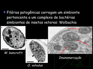 Novos alvos de drogas? Filárias patogênicas carregam um simbionte pertencente a um complexo de bactérias simbiontes de insetos vetores: Wolbachia W. bancrofti O. volvulus Imunomarcação 