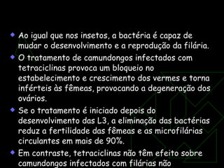 Ao igual que nos insetos, a bactéria é capaz de mudar o desenvolvimento e a reprodução da filária. O tratamento de camundongos infectados com tetraciclinas provoca um bloqueio no estabelecimento e crescimento dos vermes e torna inférteis às fêmeas, provocando a degeneração dos ovários. Se o tratamento é iniciado depois do desenvolvimento das L3, a eliminação das bactérias reduz a fertilidade das fêmeas e as microfilárias circulantes em mais de 90%. Em contraste, tetraciclinas não têm efeito sobre camundongos infectados com filárias não patogênicas. Novos alvos de drogas? 