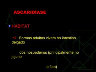 ASCARIDÍASE HÁBITAT    Formas adultas vivem no intestino delgado dos hospedeiros (principalmente no jejuno e íleo)   