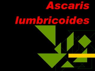 Ascaris lumbricoides 