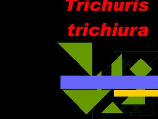 Trichuris trichiura 