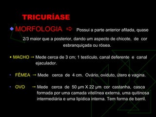 TRICURÍASE MORFOLOGIA     Possui a parte anterior afilada, quase 2/3 maior que a posterior, dando um aspecto de chicote,  de  cor esbranquiçada ou rósea.    MACHO     Mede cerca de 3 cm; 1 testículo, canal deferente  e  canal ejaculador. FÊMEA     Mede  cerca  de  4 cm.  Ovário, oviduto, útero e vagina. OVO     Mede  cerca  de  50  μ m X 22  μ m  cor  castanha,  casca  formada por uma camada vitelínea externa, uma quitinosa intermediária e uma lipídica interna. Tem forma de barril. 