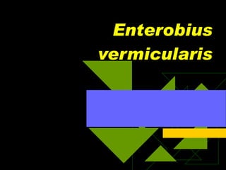 Enterobius vermicularis 