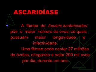ASCARIDÍASE A  fêmea  do  Ascaris lumbricoides pôe  o  maior  número de ovos, os quais possuem  maior  longevidade  e  infectividade. Uma fêmea pode conter 27 milhões de óvolos, chegando a botar 200 mil ovos por dia, durante um ano. 