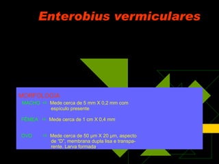 Enterobius vermiculares MORFOLOGIA MACHO     Mede cerca de 5 mm X 0,2 mm com espículo presente FÊMEA     Mede cerca de 1 cm X 0,4 mm OVO     Mede cerca de 50  μ m X 20  μ m, aspecto  de “D”, membrana dupla lisa e transpa- rente. Larva formada . 