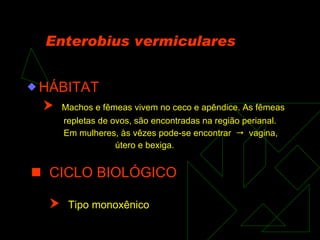 Enterobius vermiculares HÁBITAT    Machos e fêmeas vivem no ceco e apêndice. As fêmeas repletas de ovos, são encontradas na região perianal. Em mulheres, às vêzes pode-se encontrar     vagina, útero e bexiga.    CICLO BIOLÓGICO      Tipo monoxênico 