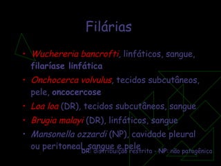 Filárias Wuchereria bancrofti ,  linfáticos, sangue,  filaríase linfática Onchocerca volvulus ,  tecidos subcutâneos, pele,  oncocercose Loa loa   (DR) ,  tecidos subcutâneos, sangue Brugia malayi  (DR), linfáticos, sangue Mansonella ozzardi  (NP), cavidade pleural ou peritoneal, sangue e pele   DR : distribuição restrita -  NP : não patogênica 