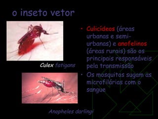 o inseto vetor Culicídeos  (áreas urbanas e semi-urbanas) e  anofelinos  (áreas rurais) são os principais responsáveis pela transmissão  Os mosquitos sugam as microfilárias com o sangue Culex  fatigans Anopheles darlingi 