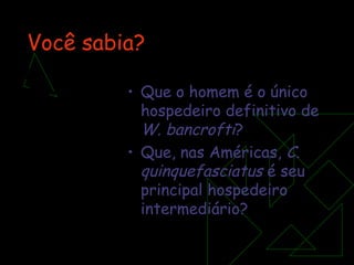 Você sabia? Que o homem é o único hospedeiro definitivo de  W. bancrofti ? Que, nas Américas,  C. quinquefasciatus  é seu principal hospedeiro intermediário?  