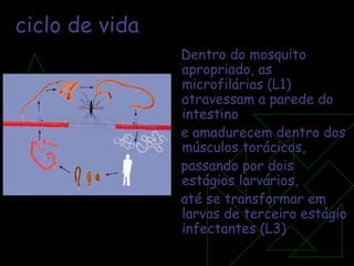 ciclo de vida Dentro do mosquito apropriado, as microfilárias (L1)  atravessam a parede do intestino e amadurecem dentro dos músculos torácicos,  passando por dois  estágios larvários, até se transformar em larvas de terceiro estágio infectantes (L3) 