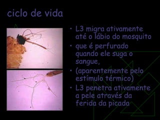 ciclo de vida L3 migra ativamente até o lábio do mosquito que é perfurado quando ele suga o sangue, (aparentemente pelo estímulo térmico) L3 penetra ativamente a pele através da ferida da picada 