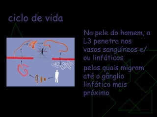 ciclo de vida Na pele do homem, a L3 penetra nos vasos sangüíneos e/ou linfáticos pelos quais migram até o gânglio linfático mais próximo 