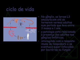 ciclo de vida No gânglio, as larvas L3 amadurecem até se tornarem vermes adultos num período que leva entre 3 meses e 1 ano a patologia está relacionada à presença dos adultos nos gânglios linfáticos, interagindo com a resposta imune do hospedeiro e as eventuais super-infecções por bactérias ou fungos 