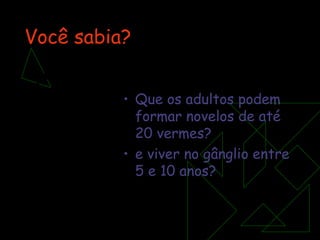 Você sabia? Que os adultos podem formar novelos de até 20 vermes? e viver no gânglio entre 5 e 10 anos? 