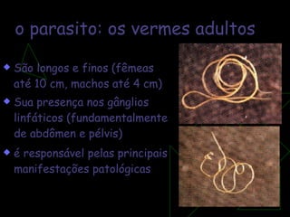 o parasito: os vermes adultos São longos e finos (fêmeas até 10 cm, machos até 4 cm) Sua presença nos gânglios linfáticos (fundamentalmente de abdômen e pélvis)  é responsável pelas principais manifestações patológicas 