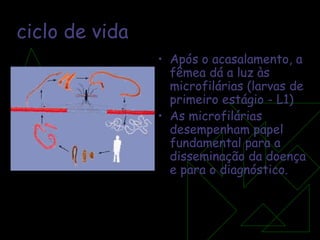ciclo de vida Após o acasalamento, a fêmea dá a luz às microfilárias (larvas de primeiro estágio - L1) As microfilárias desempenham papel fundamental para a disseminação da doença e para o diagnóstico.  