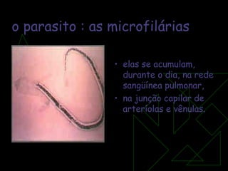 o parasito : as microfilárias elas se acumulam, durante o dia, na rede sangüínea pulmonar,  na junção capilar de arteríolas e vênulas.  