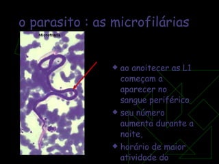ao anoitecer as L1 começam a aparecer no sangue periférico  seu número aumenta durante a noite,  horário de maior atividade do mosquito vetor o parasito : as microfilárias 
