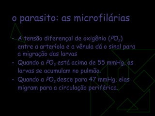 o parasito: as microfilárias A tensão diferençal de oxigênio ( P O 2 ) entre a arteríola e a vênula dá o sinal para a migração das larvas Quando a  P O 2  está acima de 55 mmHg, as larvas se acumulam no pulmão.  Quando a  P O 2  desce para 47 mmHg, elas migram para a circulação periférica. 