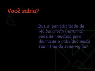 Você sabia? Que a  periodicidade de  W. bancrofti  (noturna) pode ser mudada para diurna se o indivíduo muda seu ritmo de sono-vigília? 
