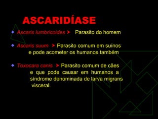 ASCARIDÍASE Ascaris lumbricoides     Parasito do homem Ascaris suum     Parasito comum em suínos e pode acometer os humanos também Toxocara canis     Parasito comum de cães e  que  pode  causar  em  humanos  a síndrome denominada de larva migrans visceral.   