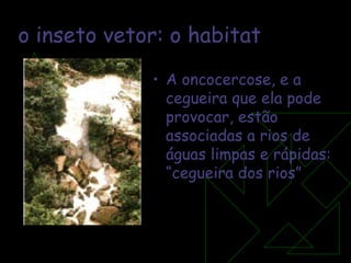o inseto vetor: o habitat A oncocercose, e a cegueira que ela pode provocar, estão associadas a rios de águas limpas e rápidas: “cegueira dos rios” 