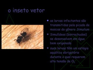 as larvas infectantes são transmitidas pela picada de moscas do gênero  Simulium Simulídeos (borrachudos) se desenvolvem em água bem oxigenada suas larvas têm um estágio aquático obrigatório durante o qual requerem alta tensão de O 2 o inseto vetor 