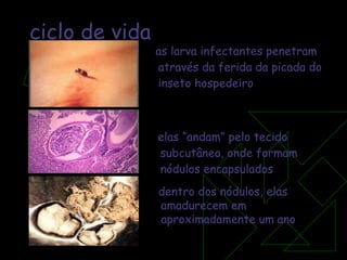 ciclo de vida as larva infectantes penetram através da ferida da picada do inseto hospedeiro elas “andam” pelo tecido subcutâneo, onde formam nódulos encapsulados dentro dos nódulos, elas amadurecem em aproximadamente um ano 