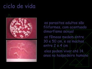 ciclo de vida os parasitos adultos são filiformes, com acentuado dimorfismo sexual as fêmeas medem entre 30 e 50 cm, e os machos entre 2 e 4 cm eles podem viver até 14 anos no hospedeiro humano 