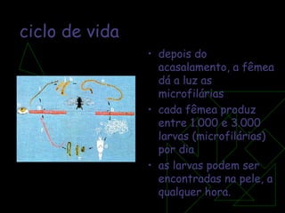 ciclo de vida depois do acasalamento, a fêmea dá a luz as microfilárias cada fêmea produz entre 1.000 e 3.000 larvas (microfilárias) por dia as larvas podem ser encontradas na pele, a qualquer hora. 