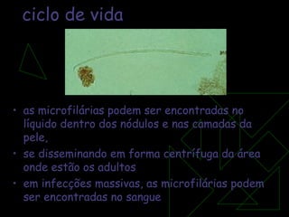 ciclo de vida as microfilárias podem ser encontradas no líquido dentro dos nódulos e nas camadas da pele,  se disseminando em forma centrífuga da área onde estão os adultos em infecções massivas, as microfilárias podem ser encontradas no sangue 
