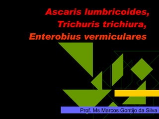 Ascaris lumbricoides, Trichuris trichiura,  Enterobius vermiculares  Prof. Ms Marcos Gontijo da Silva 