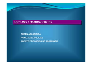 ASCARIS LUMBRICOIDESASCARIS LUMBRICOIDES
ORDEN ASCARIDIDA
FAMILIA ASCARIDIDAE
AGENTE ETIOLÓGICO DE ASCARIOSIS
 
