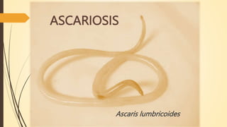 ASCARIOSIS
Ascaris lumbricoides
 